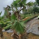 Washingtonia robusta Blatt