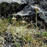 Antennaria alpina Hábitos