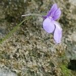 Pinguicula longifolia 花