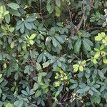 Ficus cyathistipula Habitus