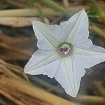 Convolvulus sagittatus Квітка