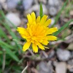 Scorzoneroides autumnalis Flor
