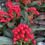 Skimmia japonica Fruit