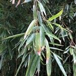 Phyllostachys viridis 葉