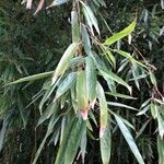 Phyllostachys sulphurea Leaf