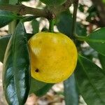 Garcinia cochinchinensis 果実