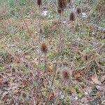 Dipsacus sativus Агульны выгляд