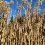 Miscanthus sinensis Levél