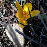 Crocus chrysanthus Květ