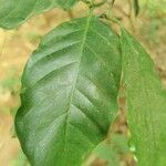 Coffea canephora 葉