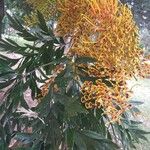 Grevillea robusta Kukka