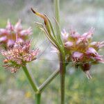 Oenanthe globulosa Frutto