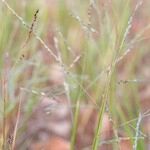 Panicum dichotomiflorum Fruto