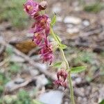 Epipactis atrorubens花