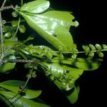 Terminalia amazonia Hoja