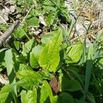 Campanula rapunculoides Ліст