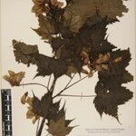 Acer caudatum Other