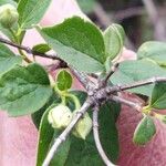 Philadelphus hirsutus Lorea