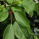 Malus hupehensis Leaf