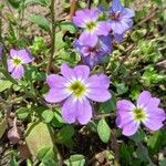 Malcolmia maritima Blomma