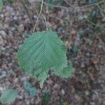 Corylus avellanaDeilen