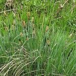 Carex cespitosa Yaprak