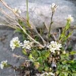 Arabis soyeri Flower