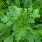 Artemisia vulgarisBlad