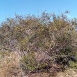 Pyranthus lucens Yeri