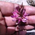 Astragalus glaux Çiçek