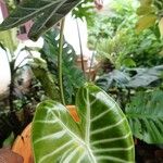 Alocasia longiloba Blatt