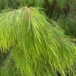 Acacia cognata Fuelha