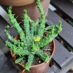 Euphorbia flanaganii 葉