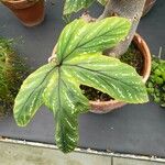 Begonia aconitifolia Leaf