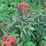 Euphorbia griffithii Hábito