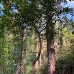 Salix atrocinerea বাকল