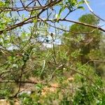 Secamone tenuifolia Hoja