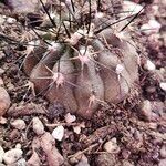 Copiapoa calderanaLeaf