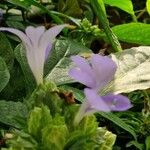 Torenia fournieri Habit