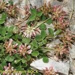 Trifolium thalii অভ্যাস