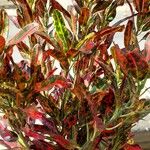 Codiaeum variegatum Листок