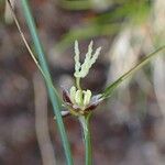 Oreojuncus trifidus Buveinė