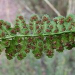 Asplenium foreziense Fruchs