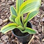 Billbergia pyramidalis Hoja