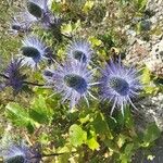 Eryngium alpinum Flower