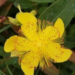 Hypericum calycinumFlower