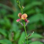 Alysicarpus ovalifolius Bloem