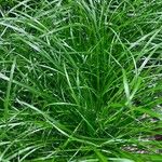 Carex remotaЛист