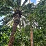 Phoenix canariensis Blatt