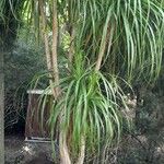 Beaucarnea recurvata ᱛᱟᱦᱮᱸ